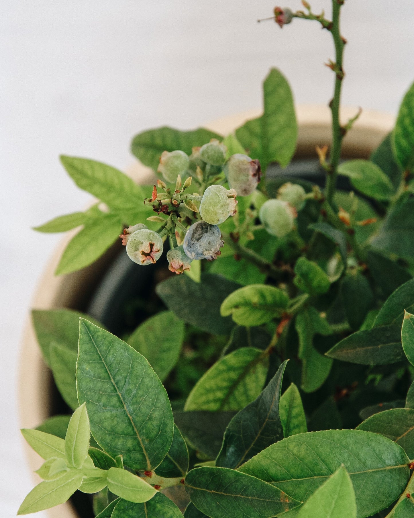 Haut-de-forme Bleuet nain