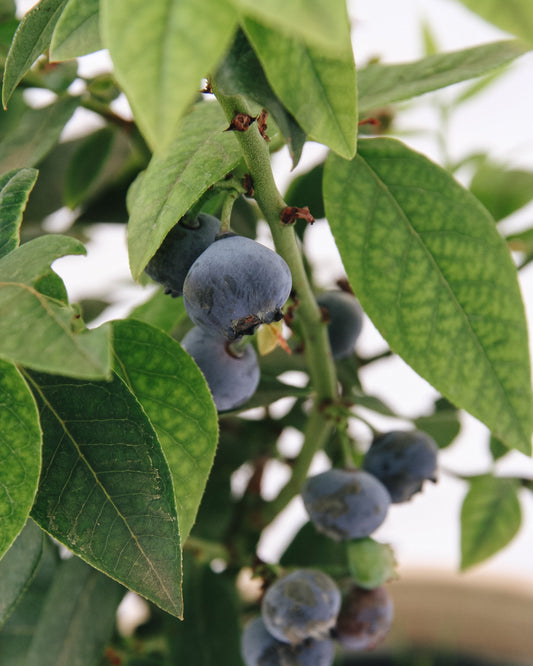 Top Hat Lowbush Blueberry