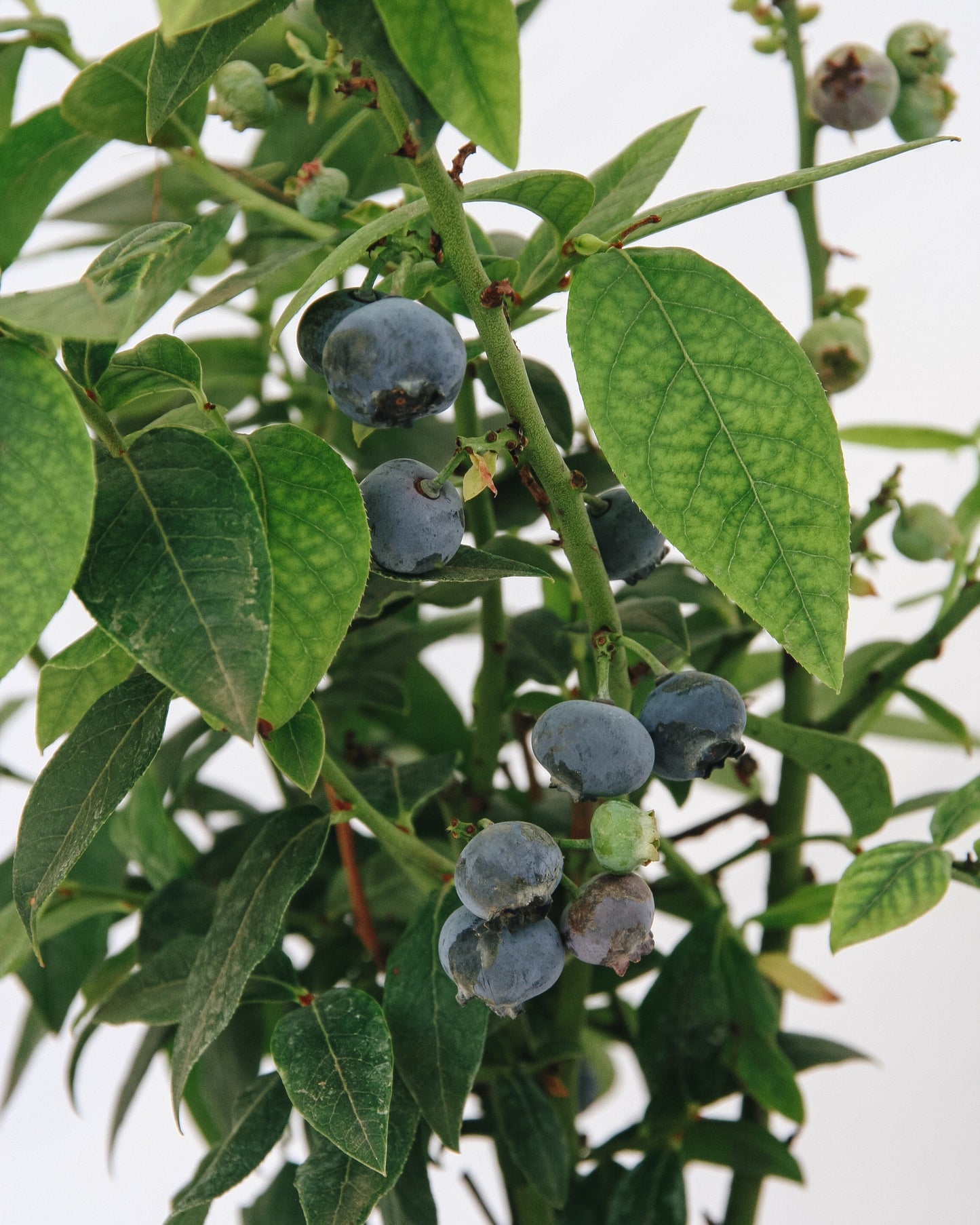 Haut-de-forme Bleuet nain