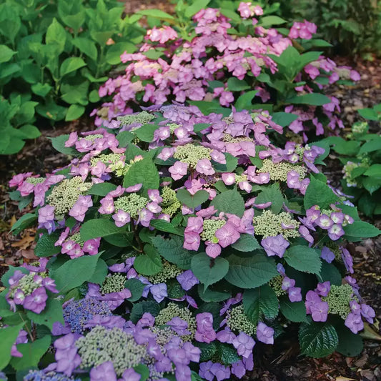 Tuff Stuff Top Fun Reblooming Mountain Hydrangea