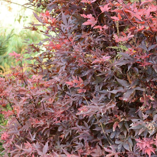 Twombly's Red Sentinel Japanese Maple