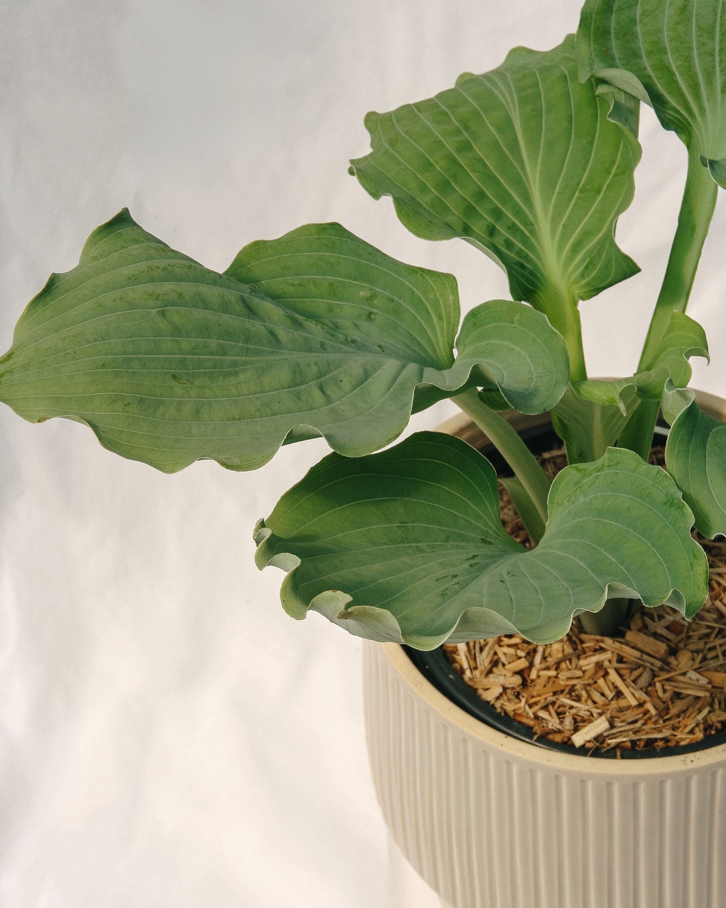 Hosta Diamond Lake