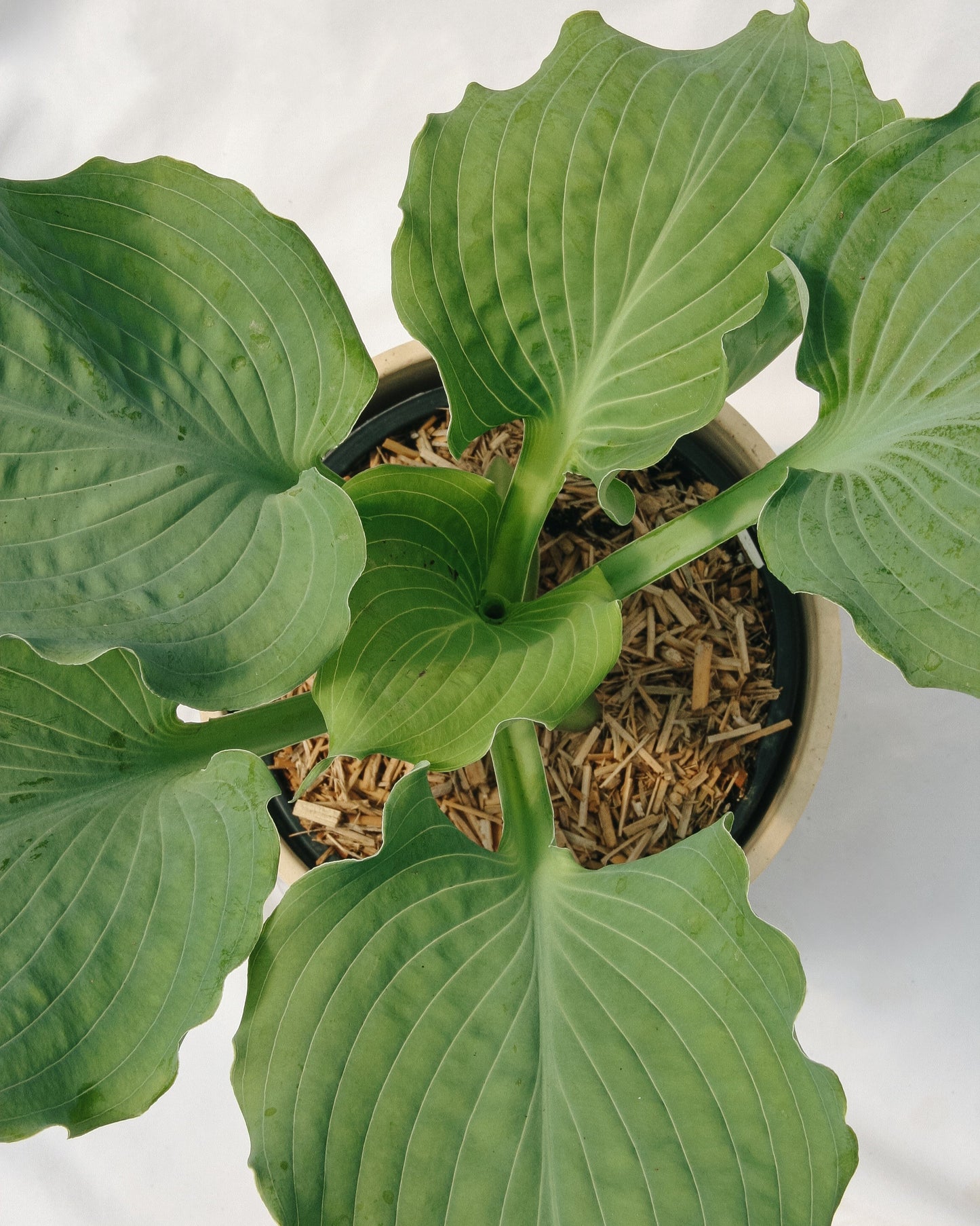 Hosta Diamond Lake
