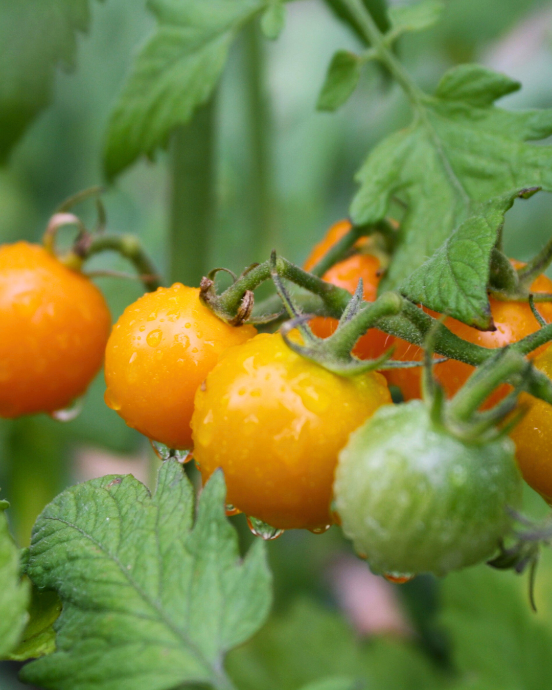 Orange Cherry Tomato