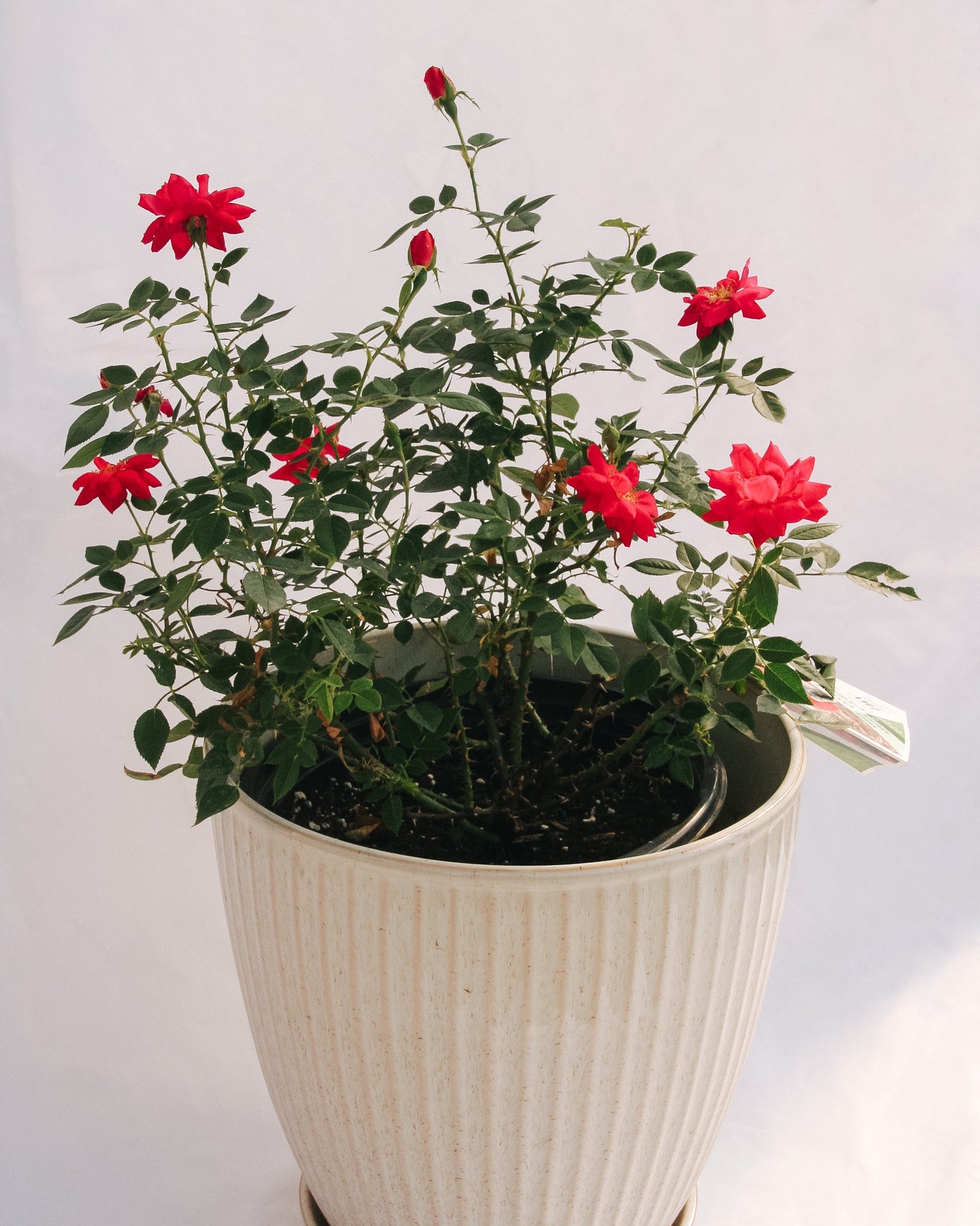 Urban Legend Shrub Rose