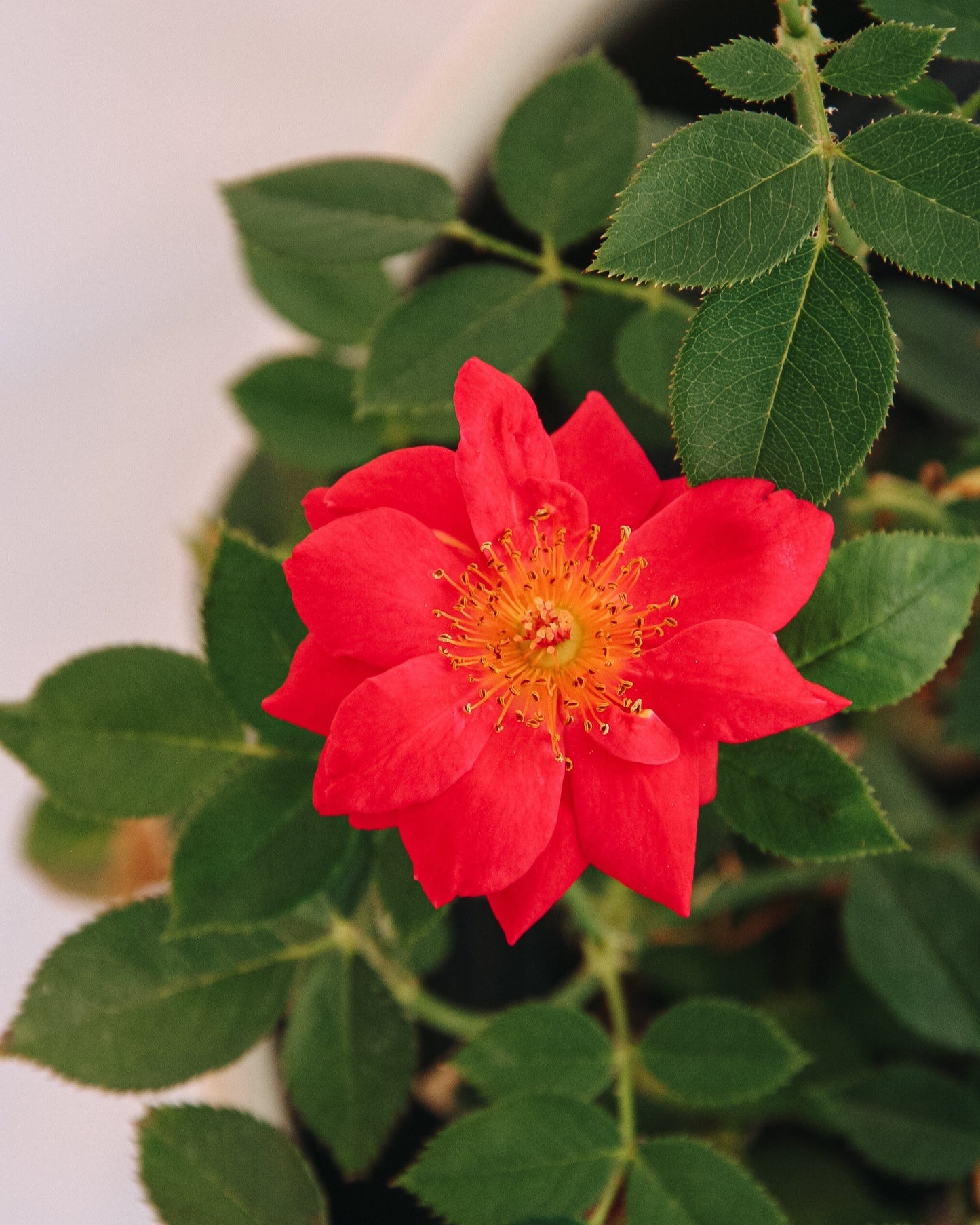 Urban Legend Shrub Rose