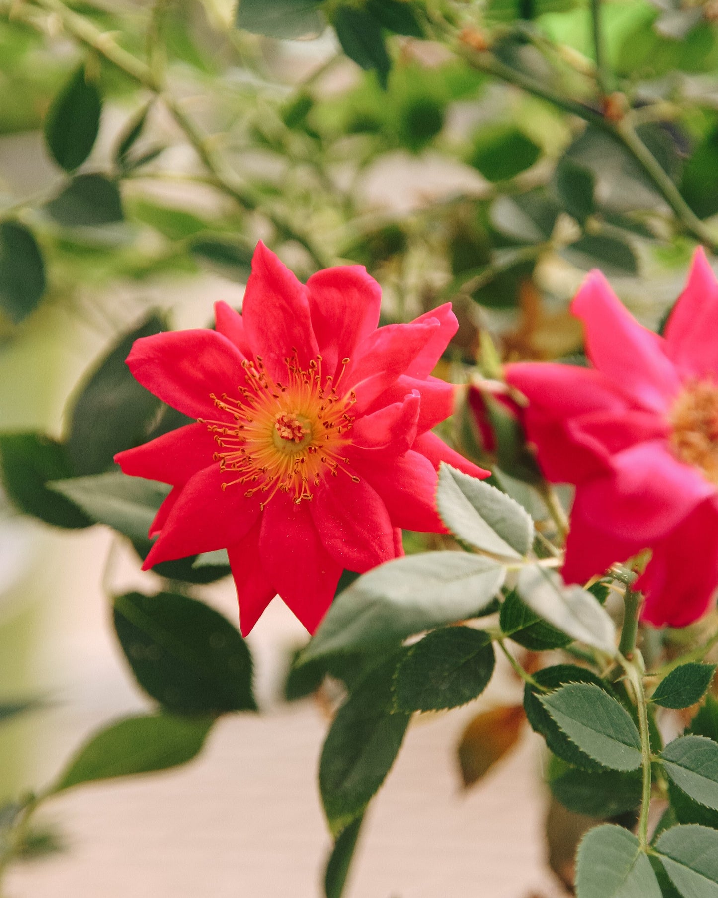 Urban Legend Shrub Rose