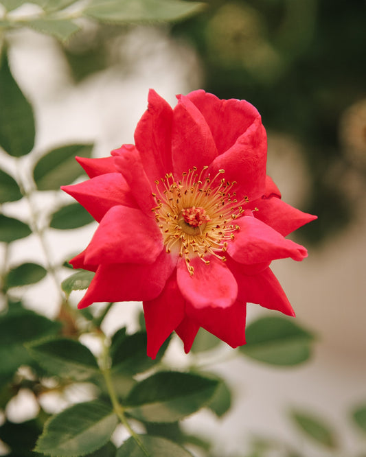 Urban Legend Shrub Rose