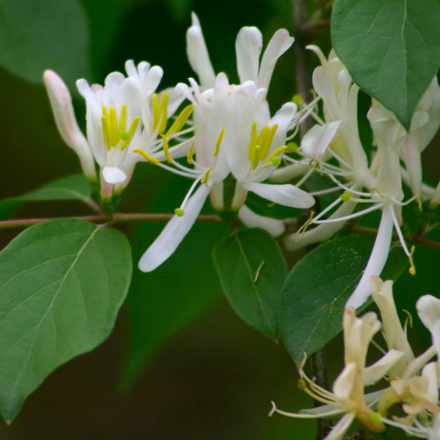 Hall's Japanese Honeysuckle