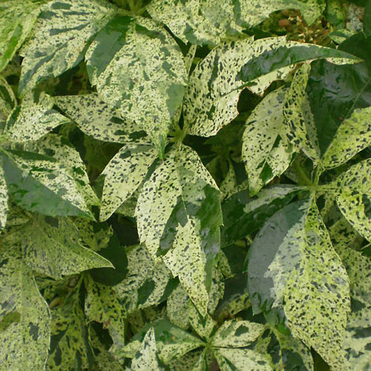 Star Showers Virginia Creeper