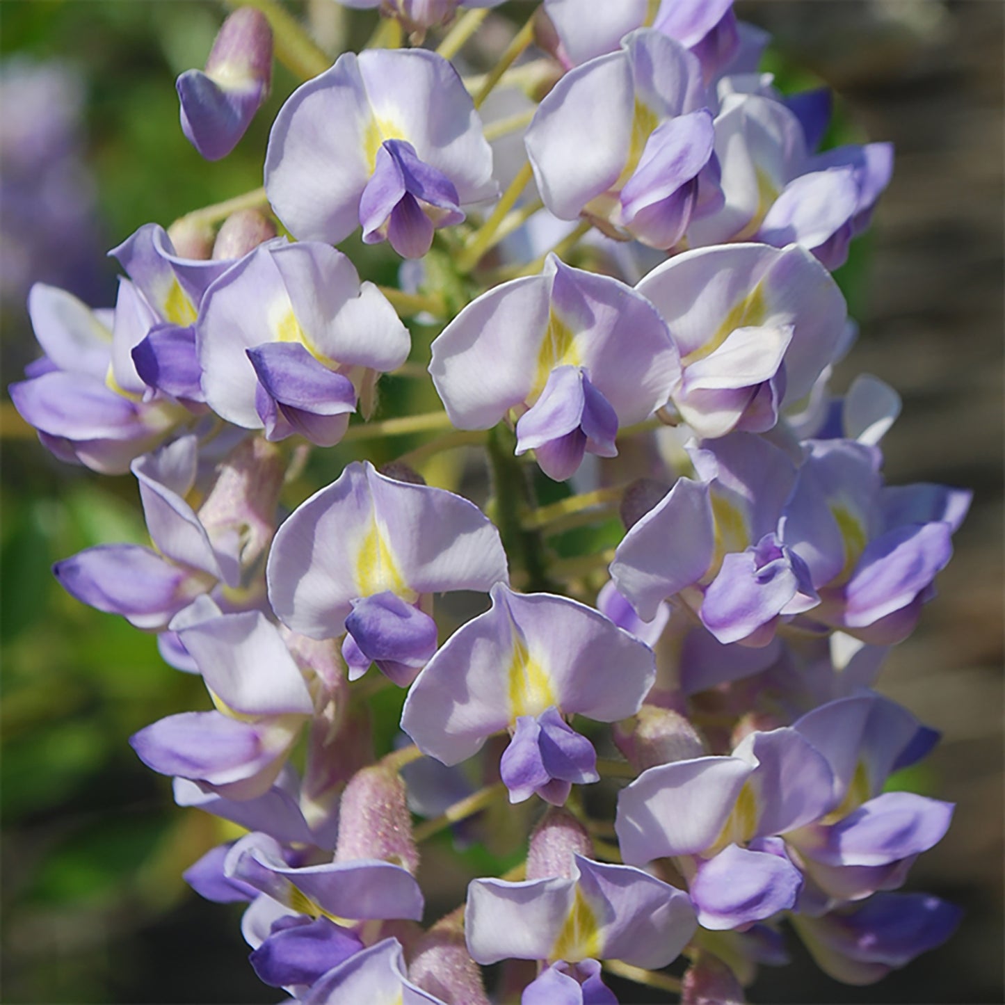 Blue Moon Wisteria