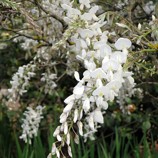 Glycine Kapiteyn Fuji