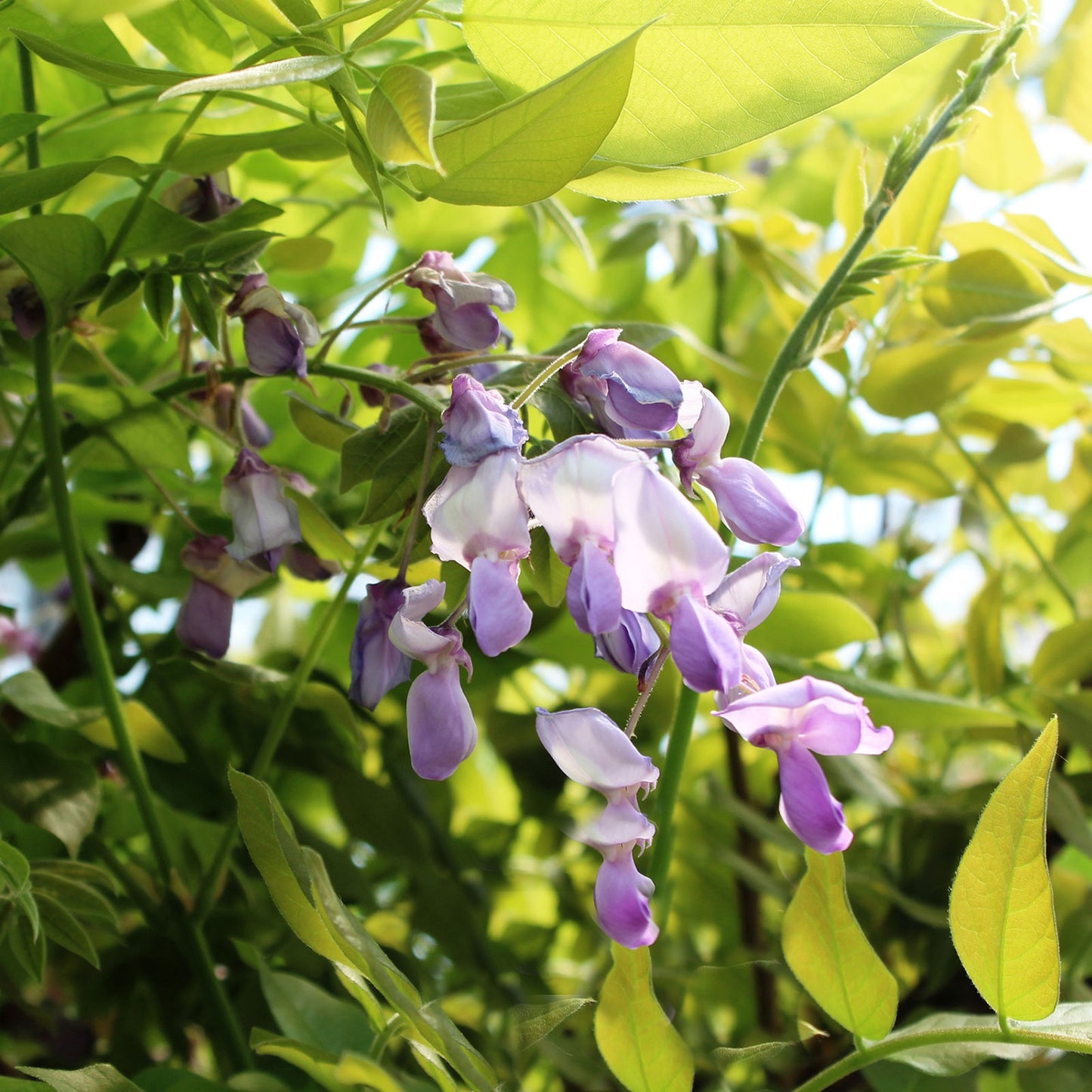 Okayama Wisteria