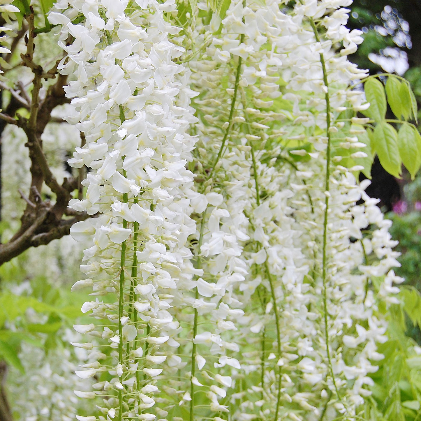 White Chinese Wisteria 1 Gallon Stkd / 1 Plant