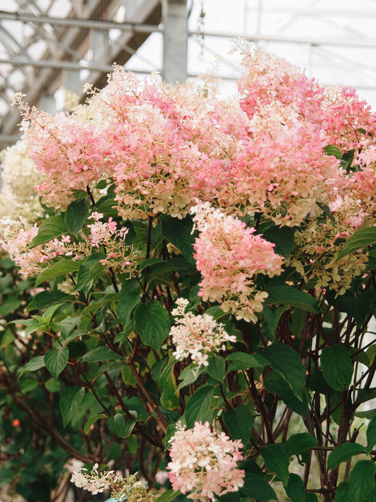 Hortensia vanille fraise