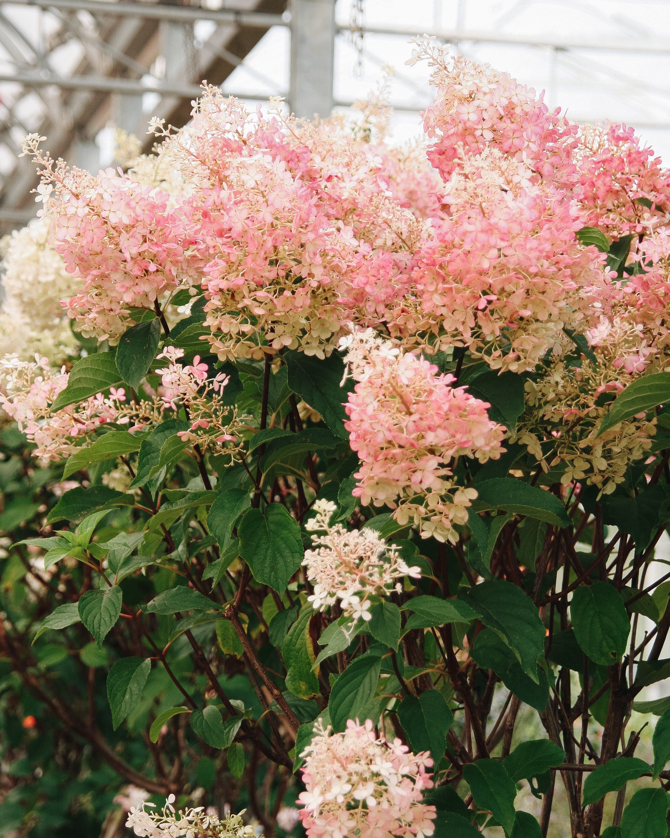 Vanilla Strawberry Hydrangea Tree