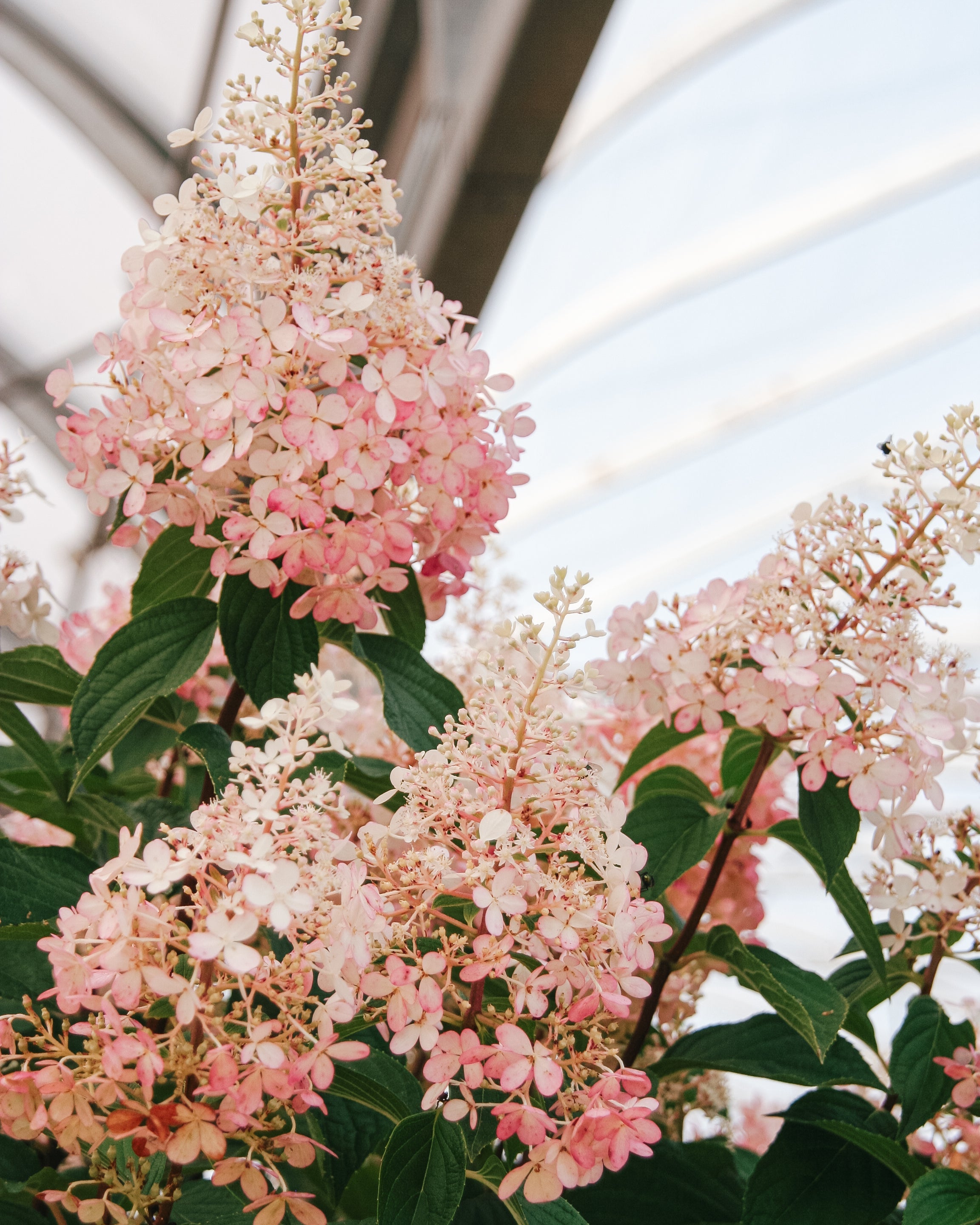 Vanilla Strawberry Hydrangea Tree
