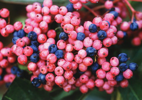 Brandywine Viburnum