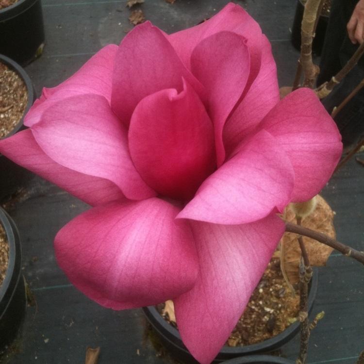 Vulcan Magnolia