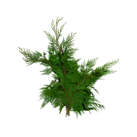 Western Red Cedar Boughs