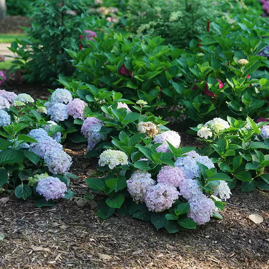 Wee Bit Innocent Bigleaf Hydrangea