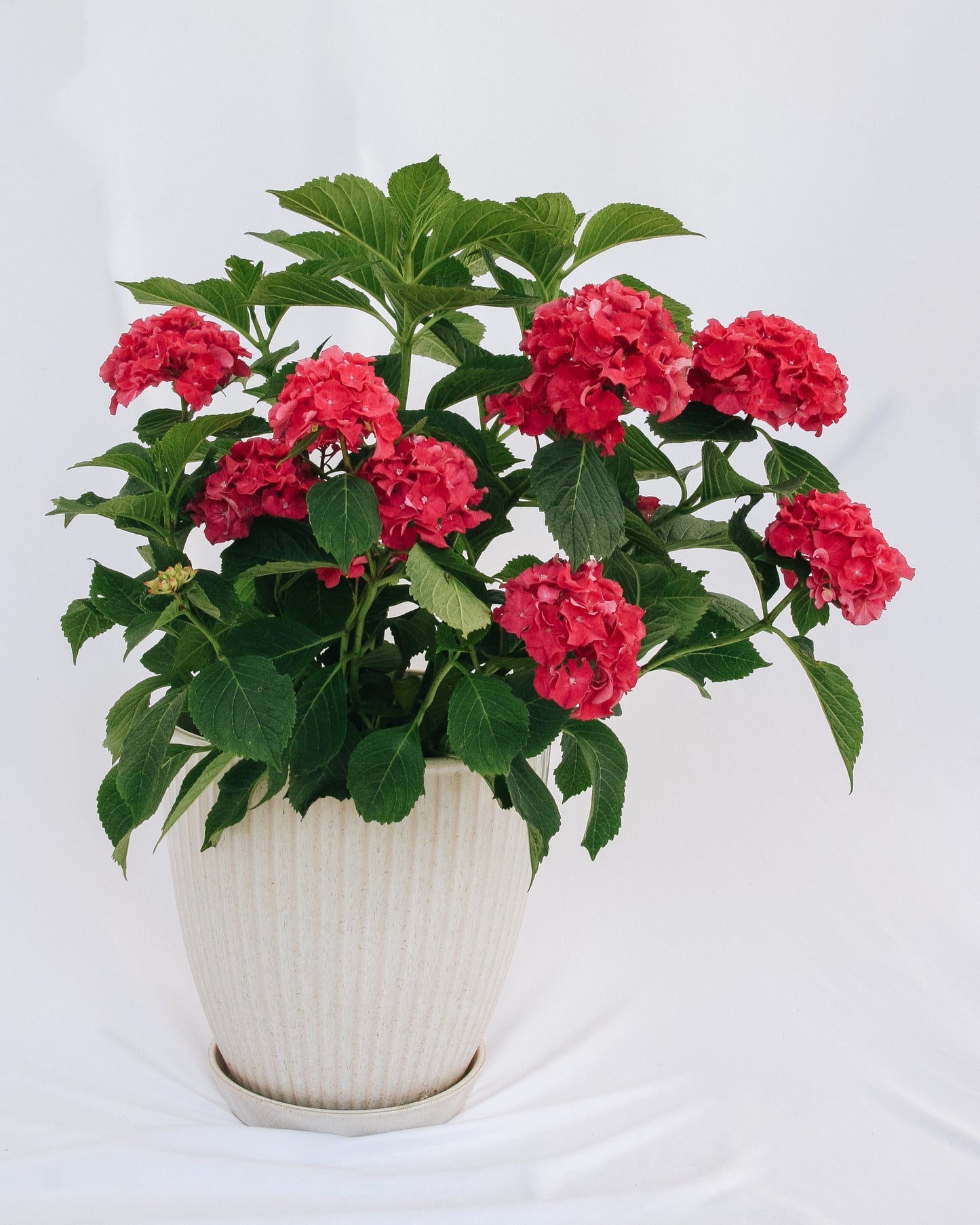 Hortensia à grandes feuilles Wee Bit Grumpy