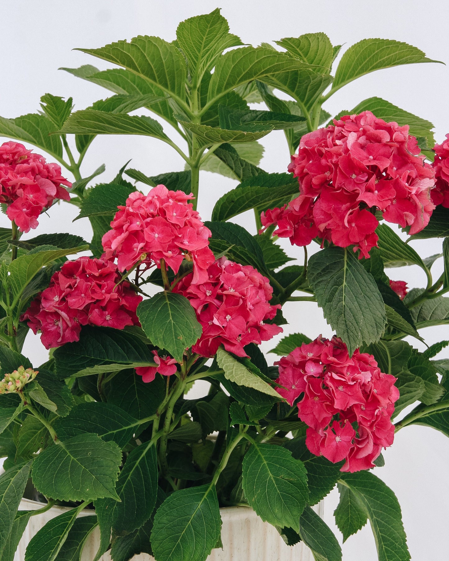 Hortensia à grandes feuilles Wee Bit Grumpy