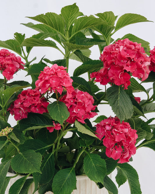 Wee Bit Grumpy  Bigleaf Hydrangea