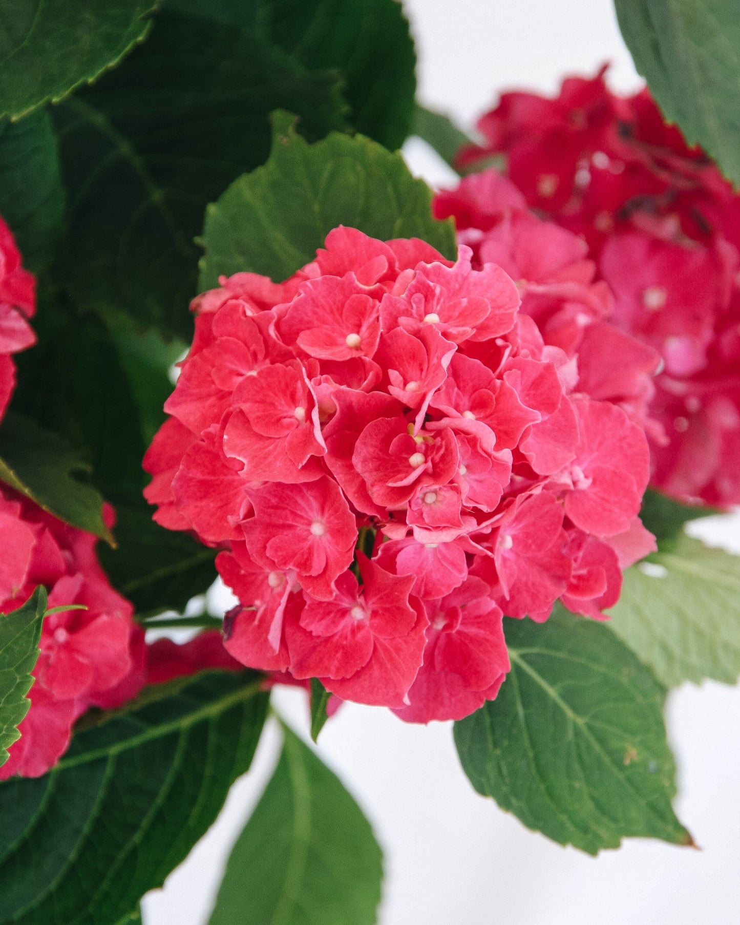 Hortensia à grandes feuilles Wee Bit Grumpy