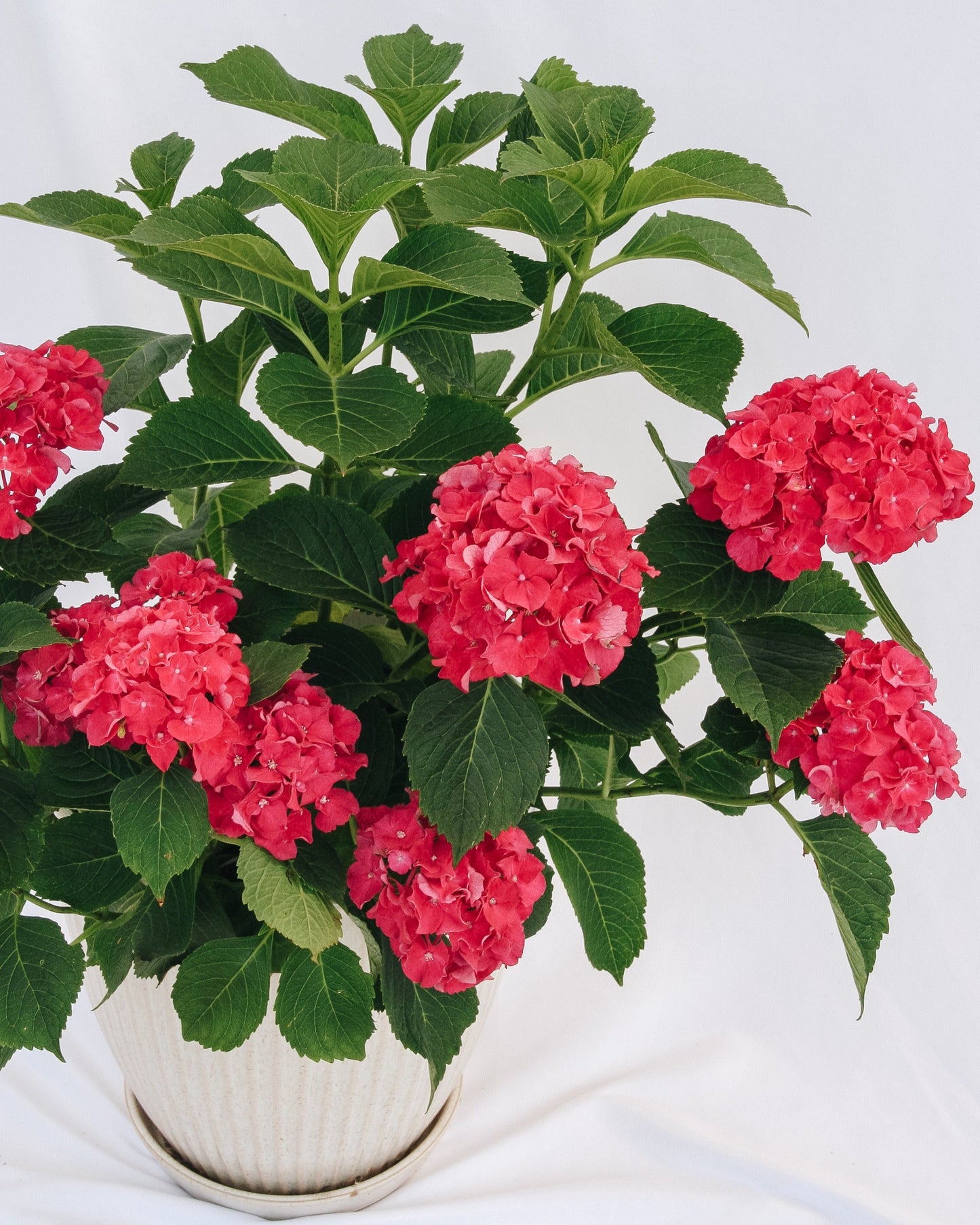 Hortensia à grandes feuilles Wee Bit Grumpy
