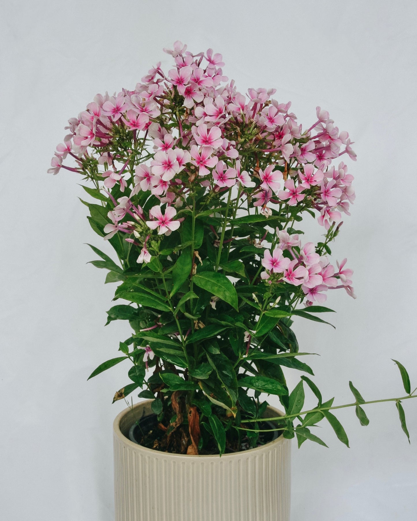 Phlox bicolore blanc