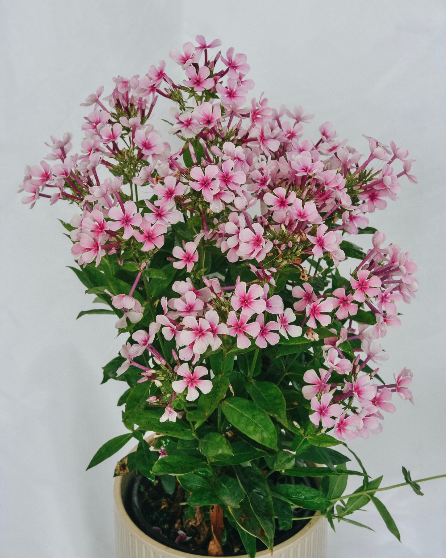 Phlox bicolore blanc