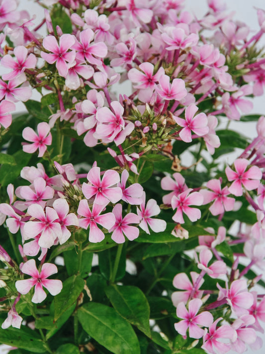 Phlox bicolore blanc