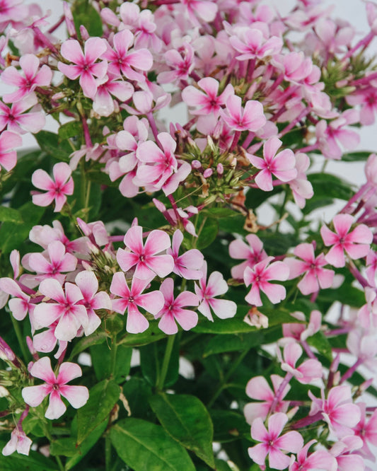 Phlox bicolore blanc
