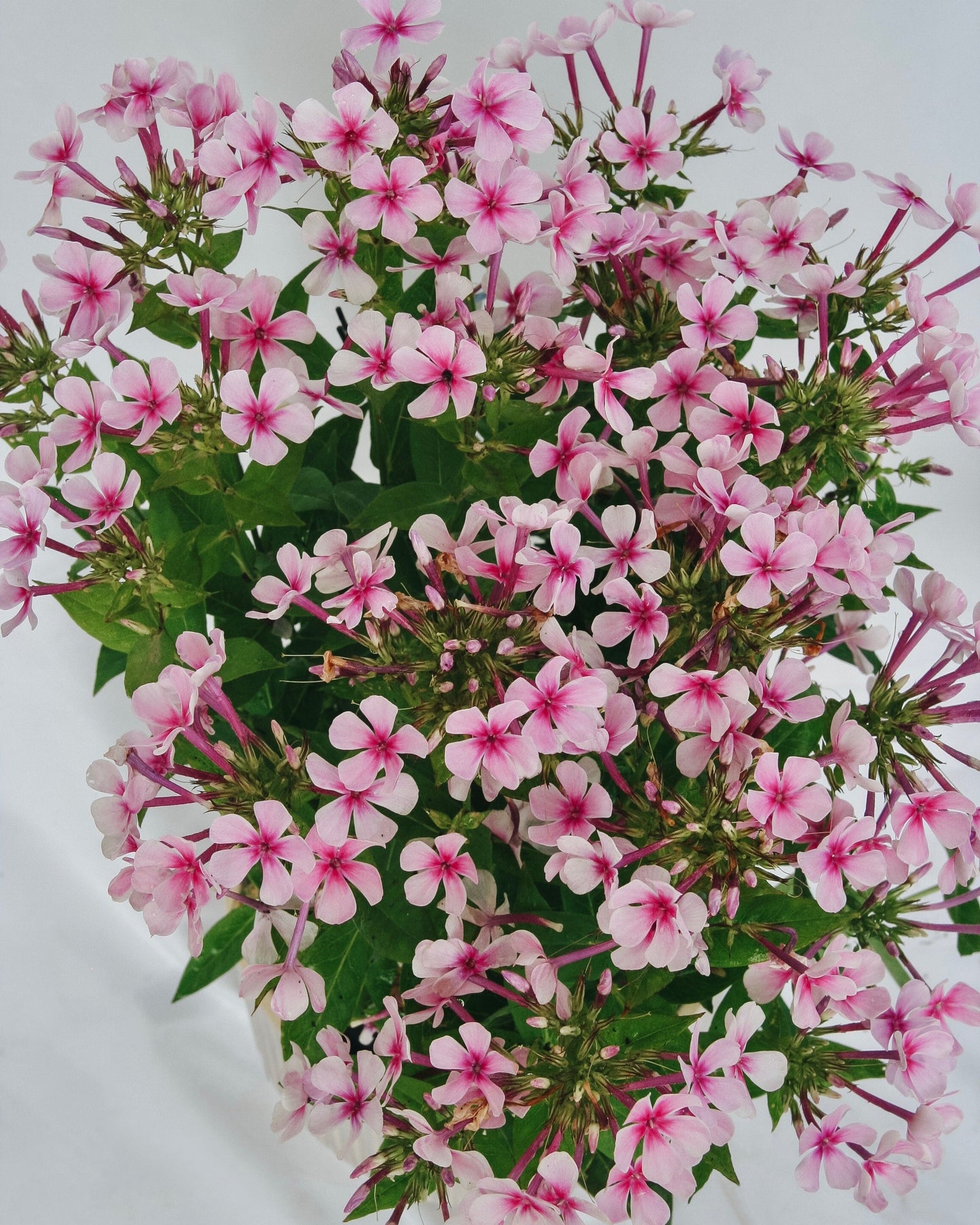 Phlox bicolore blanc