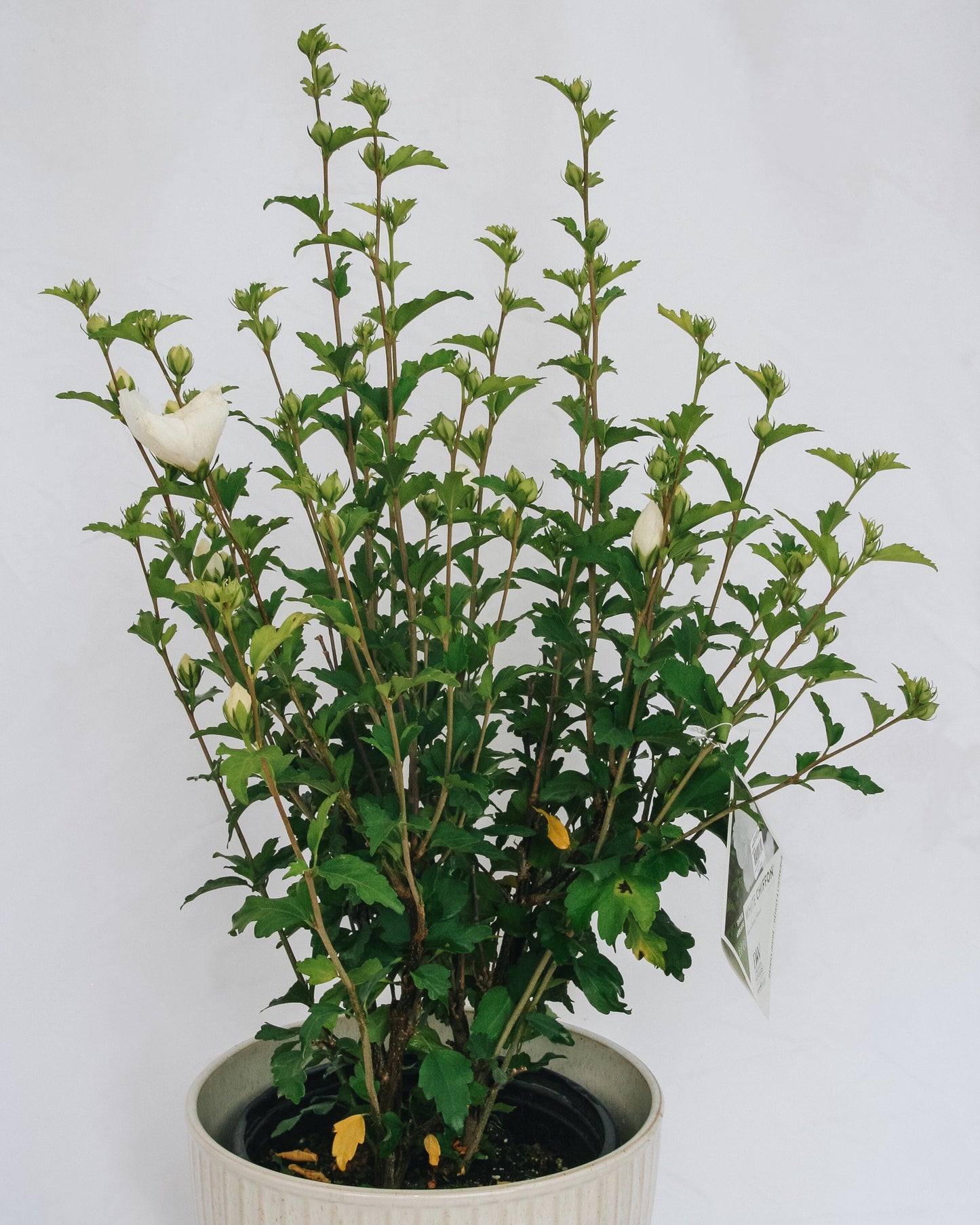 Rose de Sharon en mousseline blanche