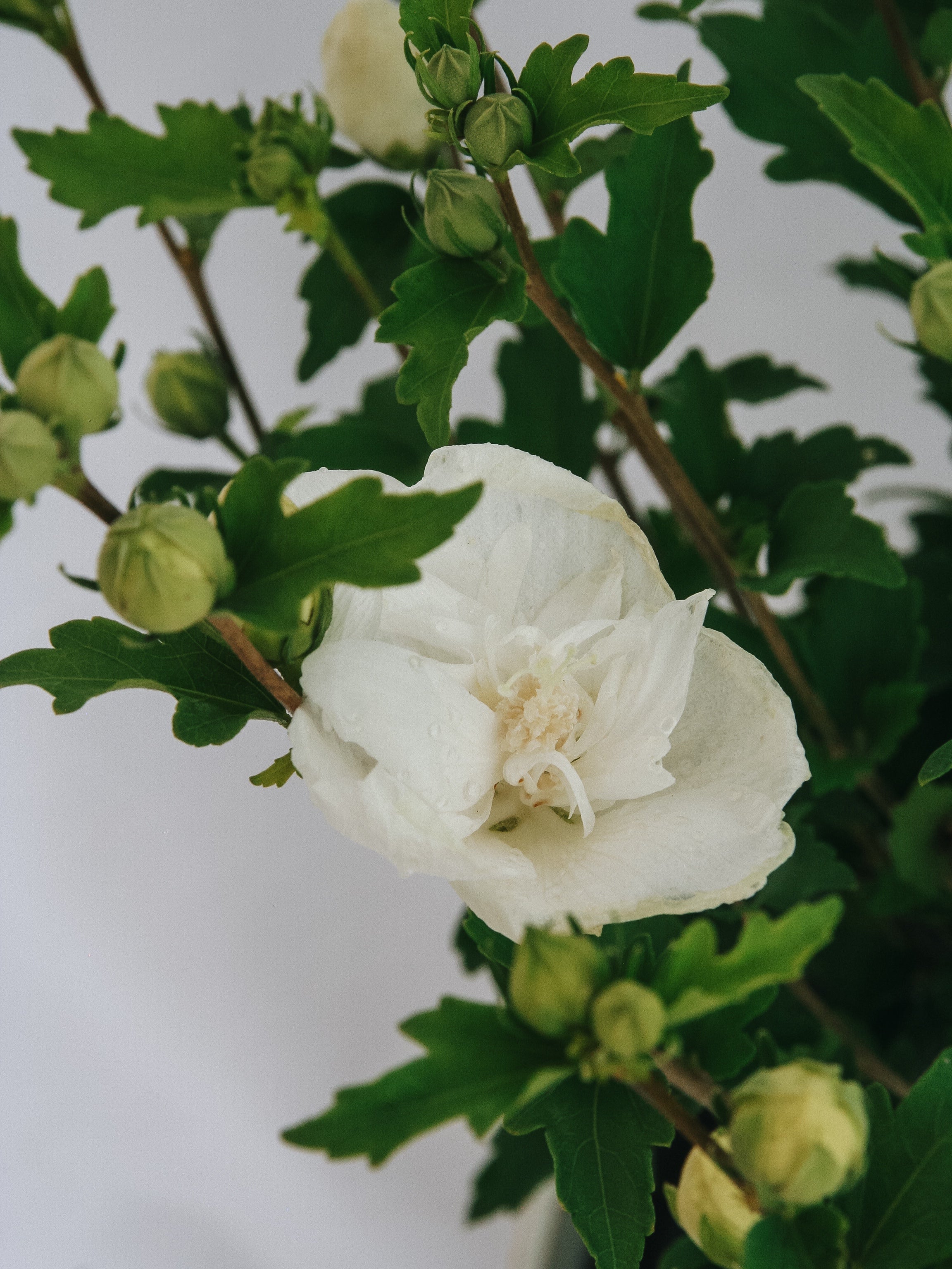 White Chiffon Rose of Sharon