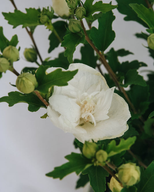 White Chiffon Rose of Sharon