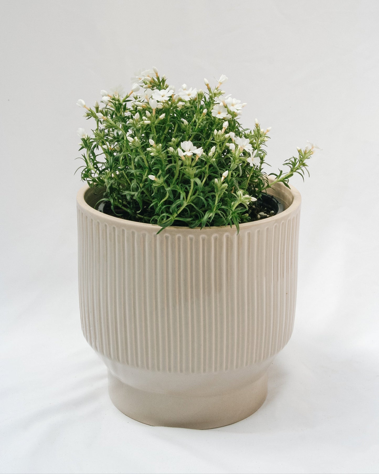 White Creeping Phlox