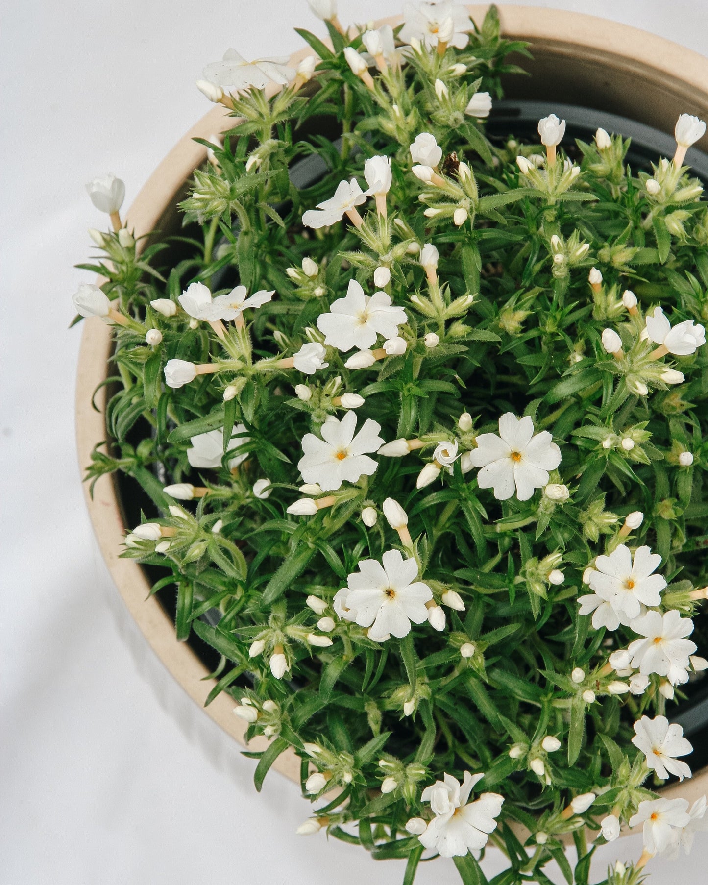 White Creeping Phlox