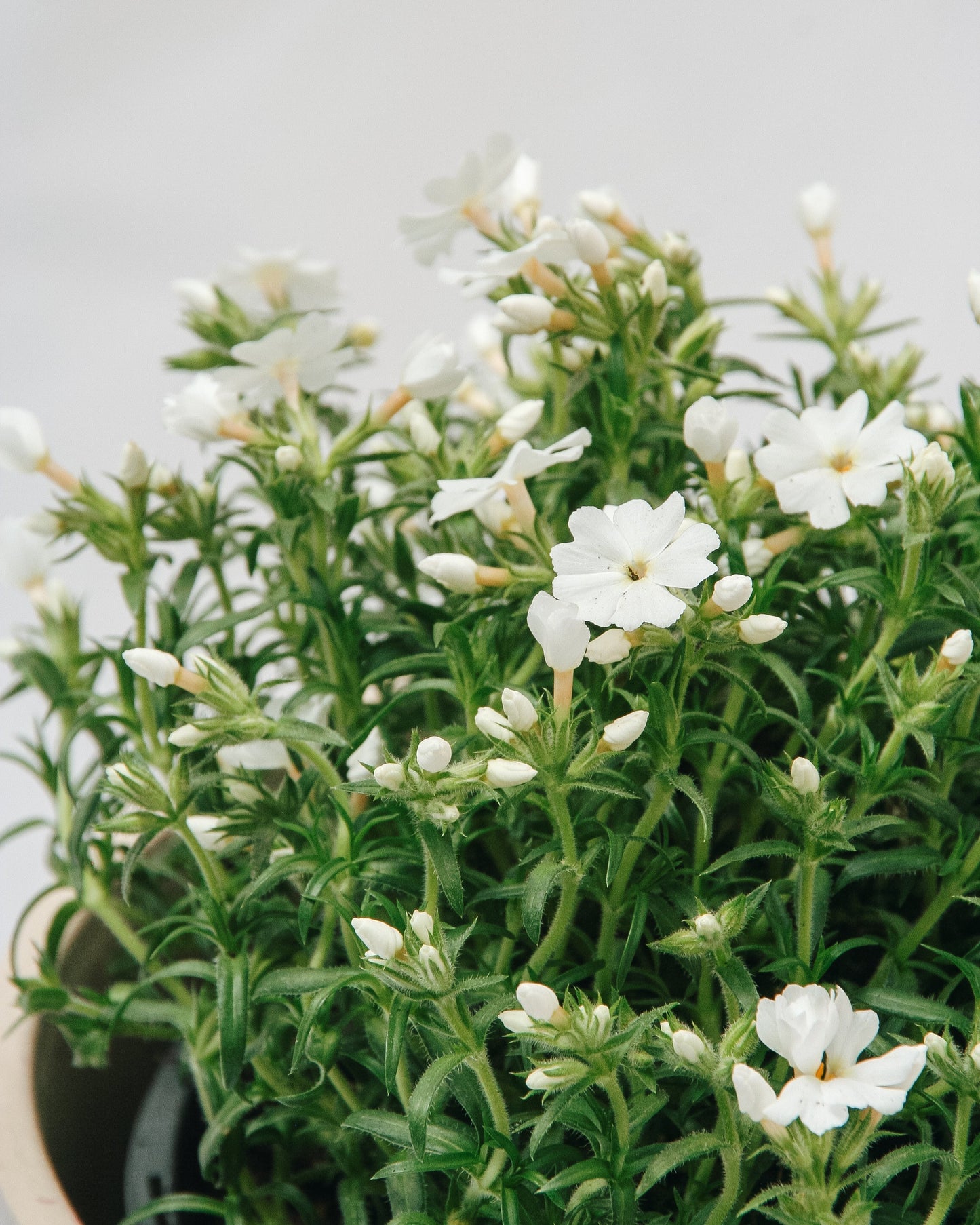 White Creeping Phlox