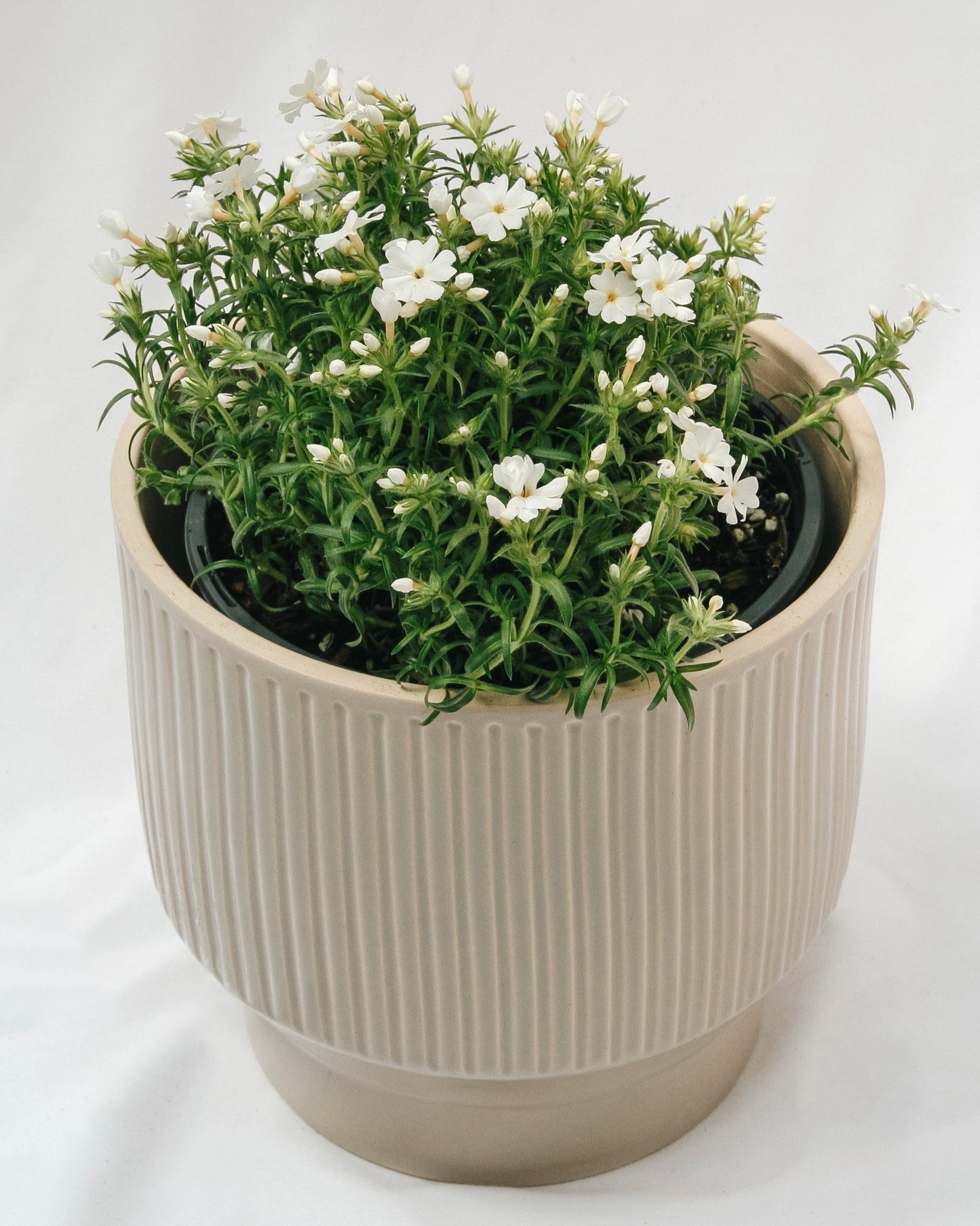 White Creeping Phlox