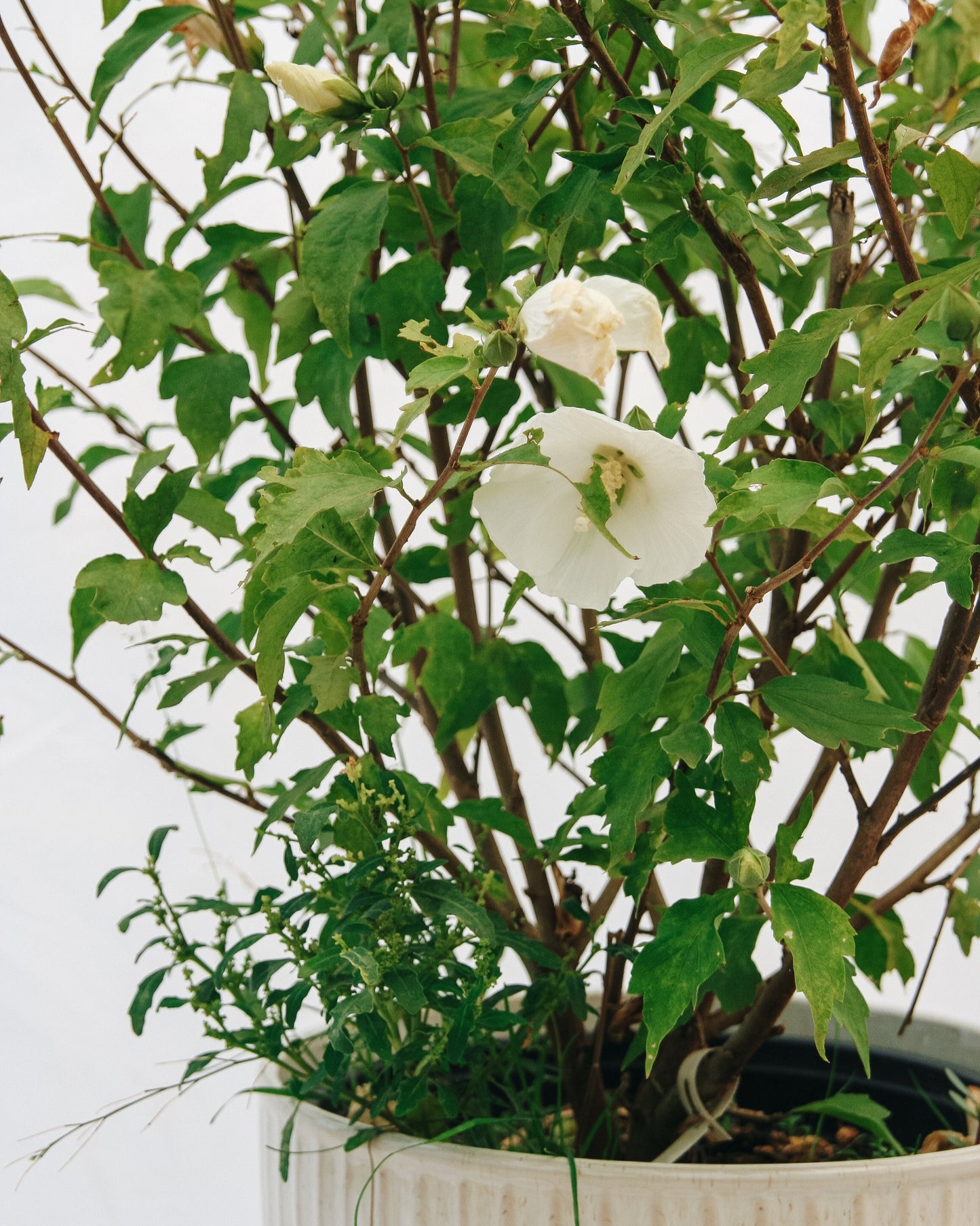 Paraplu Pure White Hibiscus
