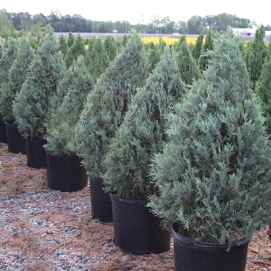 Wichita Blue Juniper