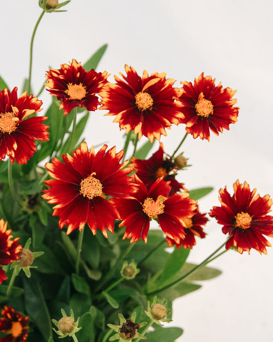 Red Tickseed