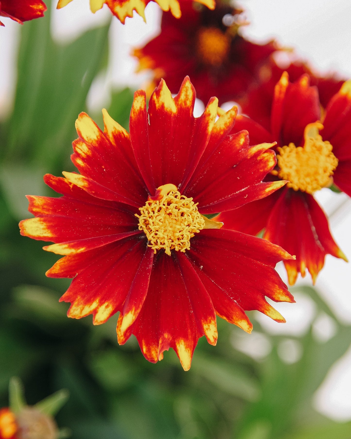 Red Tickseed