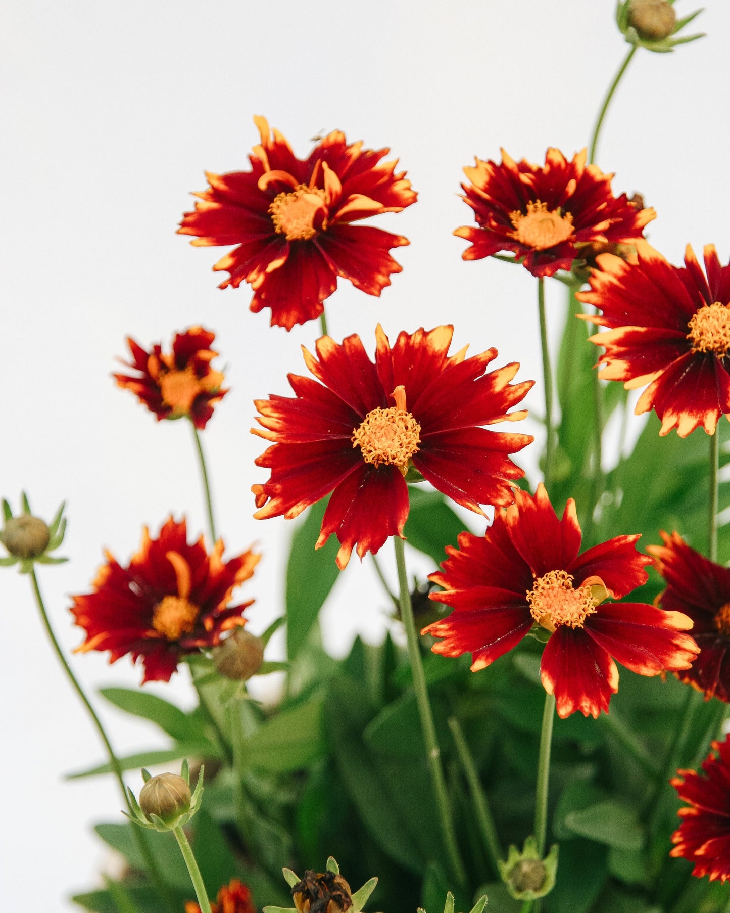 Red Tickseed
