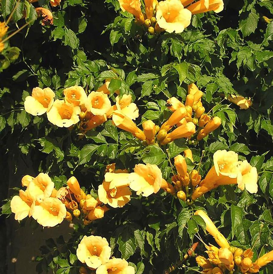 Yellow Trumpet Vine