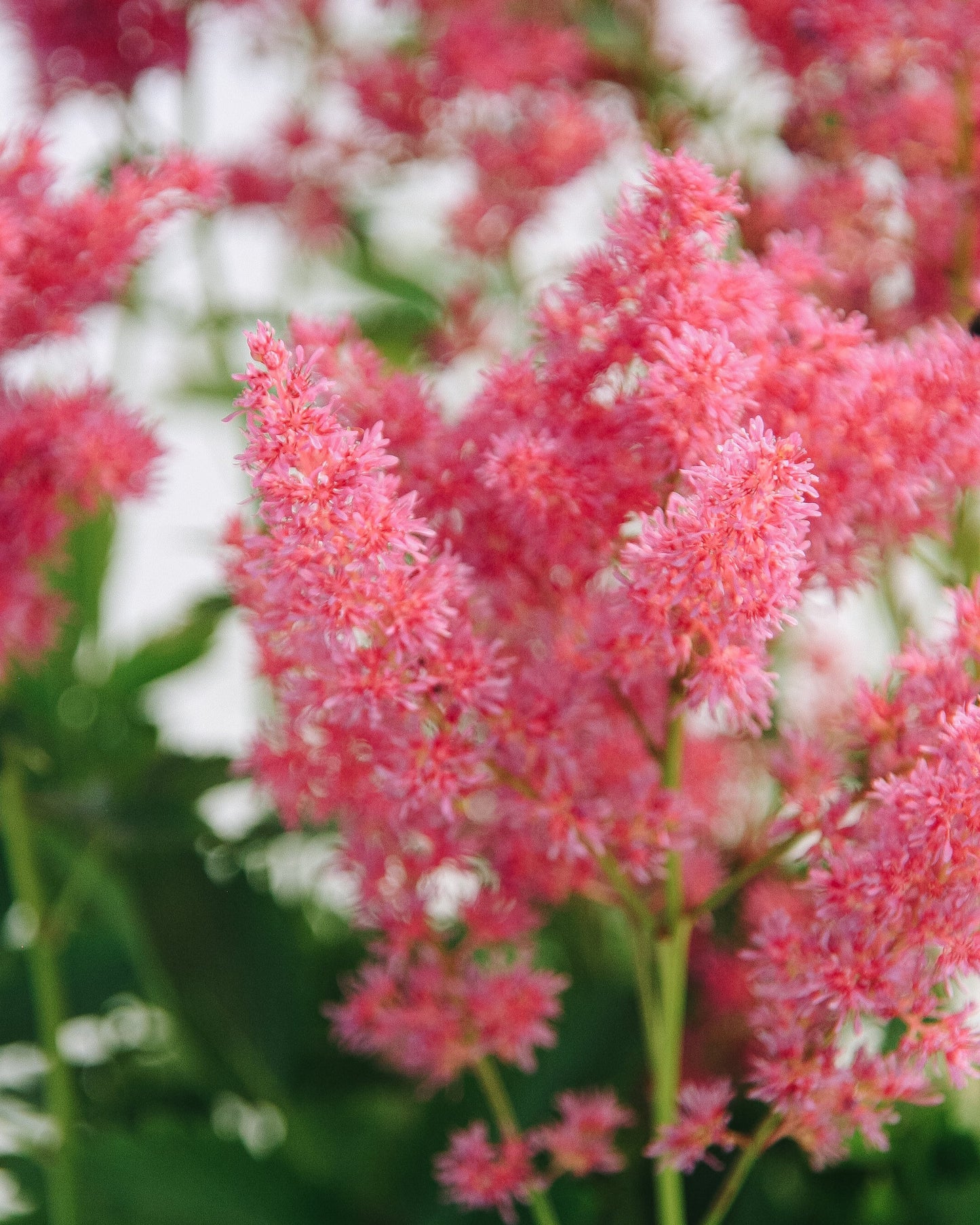 Younique Carmine False Spirea