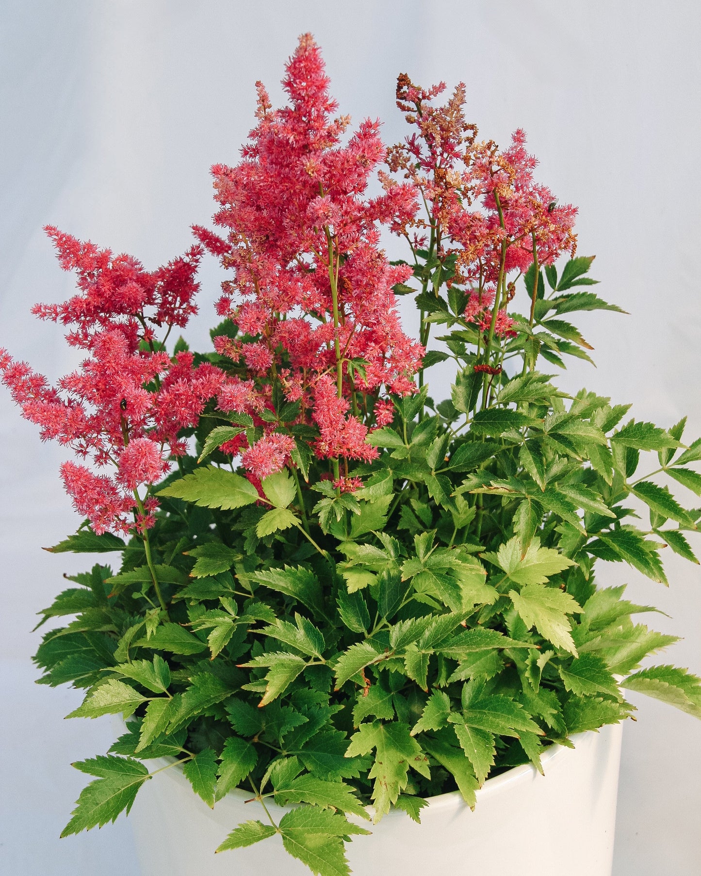 Younique Carmine False Spirea